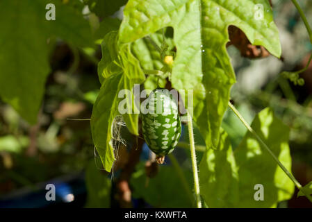 Cucamelon fruits, également connu sous le nom de cornichons aigre mexicain Mexicain, concombres, ou Melothria scabra qui poussent sur la vigne en plein soleil Banque D'Images