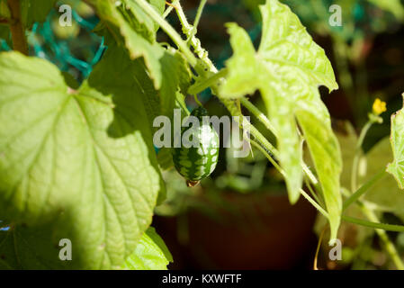 Cucamelon fruits, également connu sous le nom de cornichons aigre mexicain Mexicain, concombres, ou Melothria scabra qui poussent sur la vigne en plein soleil Banque D'Images