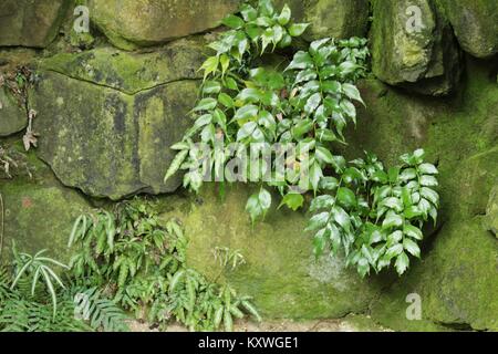 La végétation verte sur le mur avec de la mousse dans le jardin Banque D'Images