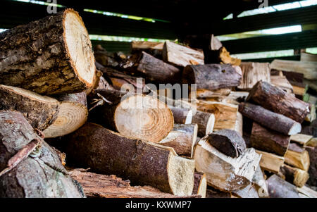 Petit bois couvert store contenant une sélection variée de bois dur et souple pour une utilisation dans la poêle. Banque D'Images