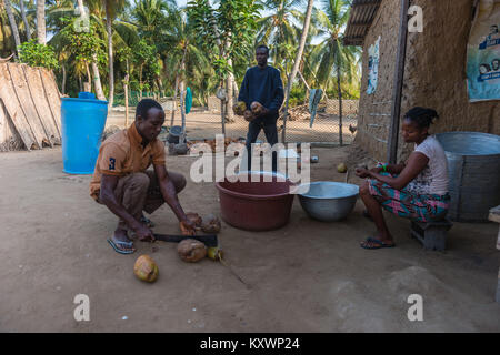 La coupe en deux moitiés de noix de coco, de la production d'huile de coco,Aziza Île dans le fleuve Volta, Ada Foah, Région Grand Accra, Ghana, Afrique Banque D'Images