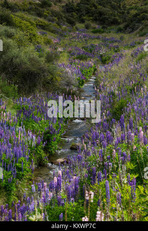 Lupins en Cardrona Valley, Otago, Nouvelle-Zélande Banque D'Images