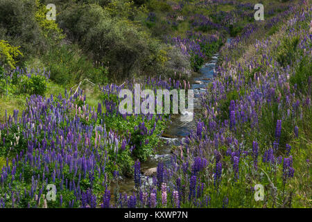 Lupins en Cardrona Valley, Otago, Nouvelle-Zélande Banque D'Images