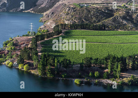 Vignes sur Cornish Point, Cromwell, Otago, Nouvelle-Zélande Banque D'Images