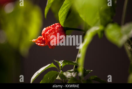 Caroline Le Faucheur (Capsicum chinense). world's hottest hot chili pepper. Banque D'Images