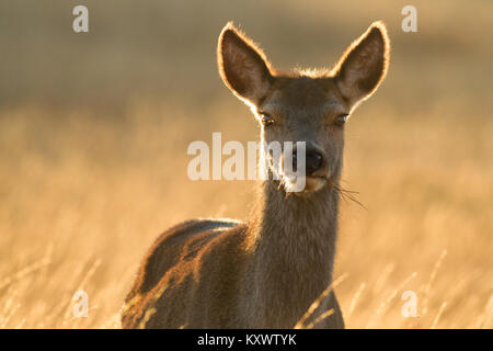 Gros plan d'une superbe wild red deer dans la belle lumière du soleil sur l'île d'Islay Banque D'Images