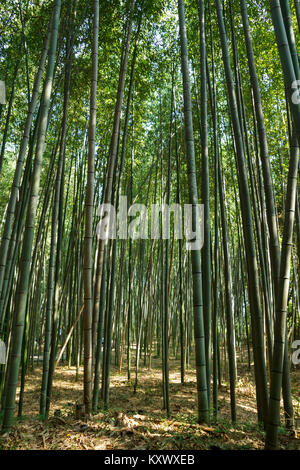 Forêt de bambou au quartier Arashiyama à Kyoto, Japon Banque D'Images