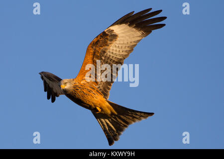 Red Kite prise à la station d'alimentation des milans royaux de Gigrin Farm à dans Rhayader, Wales, UK Banque D'Images