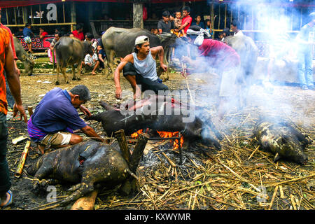 Les poils de la gravure des carcasses de porc sur feu ouvert au cours d'une cérémonie funèbre dans Marante village, Tana Toraja, au sud de Sulawesi, Indonésie Banque D'Images