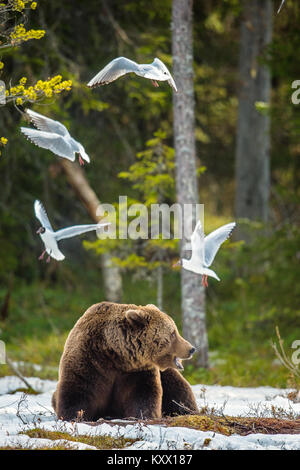 Mouettes (Mouette rieuse (Larus ridibundus)) et l'homme de l'ours brun (Ursus arctos) sur la neige de printemps en forêt. Banque D'Images