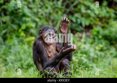 Mâle adulte de Bonobo sur le fond naturel vert dans l'habitat naturel. Le Bonobo (pan paniscus), appelé le chimpanzé pygmée. République démocratique Banque D'Images