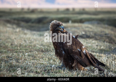 Golden Eagle se trouve dans la steppe. Banque D'Images