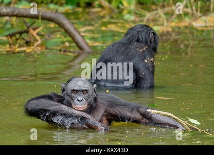 Les bonobos dans l'eau. L'habitat naturel. Fond naturel vert. Le Bonobo (pan paniscus), appelé le chimpanzé pygmée. République démocratique du Congo. Banque D'Images