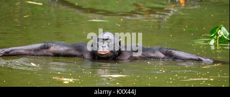 Les bonobos dans l'eau. L'habitat naturel. Fond naturel vert. Le Bonobo (pan paniscus), appelé le chimpanzé pygmée. République démocratique du Congo. Banque D'Images