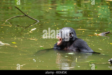 Smiling Bonobo dans l'eau. L'habitat naturel. Fond naturel vert. Le Bonobo (pan paniscus), appelé le chimpanzé pygmée. République démocratique o Banque D'Images