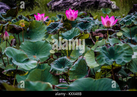 Belle mare aux lotus à Singapour le jardin chinois, un parc public dans l'Est de Jurong, à Singapour. Conçu par un architecte de Taiwan. Banque D'Images