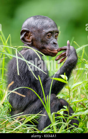 Bonobo Cub dans l'habitat naturel. Portrait sur fond vert. Le Bonobo (pan paniscus), appelé le chimpanzé pygmée. Banque D'Images