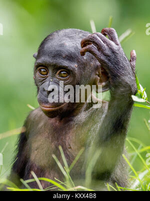 Bonobo Cub dans l'habitat naturel. Portrait sur fond vert. Le Bonobo (pan paniscus), appelé le chimpanzé pygmée. Banque D'Images