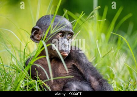 Bonobo Cub dans l'habitat naturel. Portrait sur fond vert. Le Bonobo (pan paniscus), appelé le chimpanzé pygmée. Banque D'Images