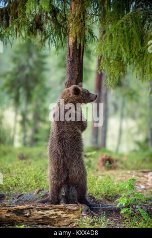 Le jeune ours brun debout sur entraver les jambes. ( Ursus arctos Ours brun) Banque D'Images
