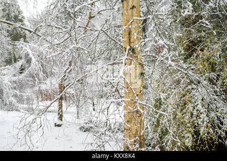 Le Betula grossa. Bouleau cerisier japonais dans la neige en hiver. Batsford Arboretum, Cotswolds, Moreton-in-Marsh, Gloucestershire, Angleterre Banque D'Images