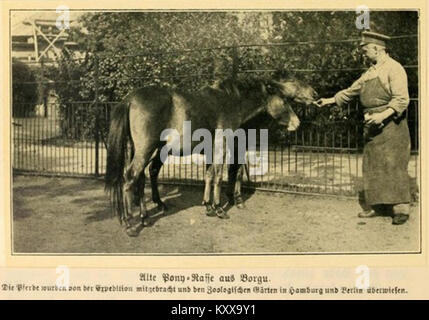 Cette illustration de Frobenius de 1911 représente une race spécifique de poney de la région de Borgu en Afrique de l'Ouest. L’œuvre fait partie d’une étude ethnographique sur les races animales et les cultures indigènes de la région. Banque D'Images
