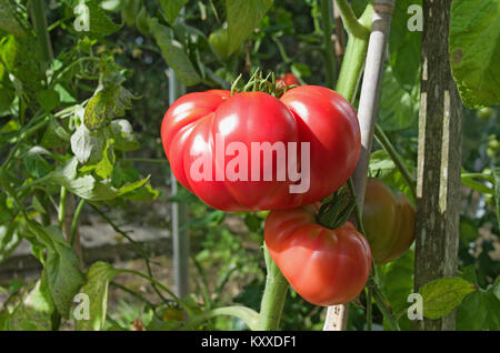 Très grandes tomates Beefsteak variété 'Brandy Boy' de la maturation sur la vigne en serre jardin intérieur, Cumbria, Angleterre, Royaume-Uni Banque D'Images