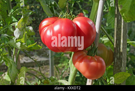 Très grandes tomates Beefsteak variété 'Brandy Boy' de la maturation sur la vigne en serre jardin intérieur, Cumbria, Angleterre, Royaume-Uni Banque D'Images