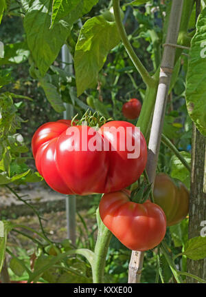 Très grandes tomates Beefsteak variété 'Brandy Boy' de la maturation sur la vigne en serre jardin intérieur, Cumbria, Angleterre, Royaume-Uni Banque D'Images