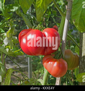 Très grandes tomates Beefsteak variété 'Brandy Boy' de la maturation sur la vigne en serre jardin intérieur, Cumbria, Angleterre, Royaume-Uni Banque D'Images