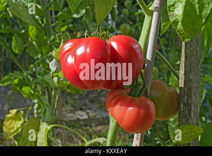 Très grandes tomates Beefsteak variété 'Brandy Boy' de la maturation sur la vigne en serre jardin intérieur, Cumbria, Angleterre, Royaume-Uni Banque D'Images