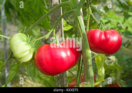 Très grandes tomates Beefsteak variété 'Brandy Boy' de la maturation sur la vigne en serre jardin intérieur, Cumbria, Angleterre, Royaume-Uni Banque D'Images