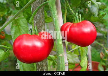 Très grandes tomates Beefsteak variété 'Brandy Boy' de la maturation sur la vigne en serre jardin intérieur, Cumbria, Angleterre, Royaume-Uni Banque D'Images