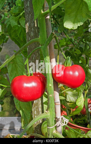 Très grandes tomates Beefsteak variété 'Brandy Boy' de la maturation sur la vigne en serre jardin intérieur, Cumbria, Angleterre, Royaume-Uni Banque D'Images