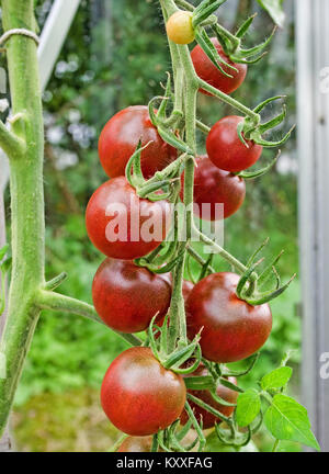Truss de dark red heirloom tomato variété maturation Cherokee sur la vigne dans la serre jardin intérieur, Cumbria England UK. Banque D'Images