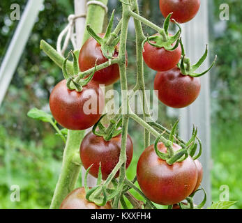 Truss de dark red heirloom tomato variété maturation Cherokee sur la vigne dans la serre jardin intérieur, Cumbria England UK. Banque D'Images