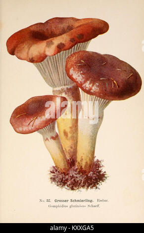 Un guide complet pour les amateurs de champignons contenant des descriptions et des illustrations de nombreuses espèces de champignons. Il fournit des informations pratiques pour identifier les champignons et soutient les mycologues amateurs et professionnels. Banque D'Images