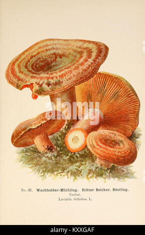 'Führer für Pilzfreunde' est un guide allemand pour les amateurs de champignons, offrant des informations détaillées sur l'identification des champignons comestibles et toxiques. La question no 37 fournit des conseils sur la cueillette, la classification et la sécurité dans la collecte de champignons. Banque D'Images