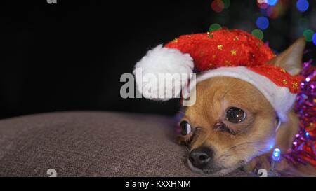 Le Toy Terrier est un chien jaune le jour de l'an. Un drôle de chien dans un chapeau de Noël se trouve et regarde autour de lui. Il s'endort et se réveille. Un arrière-plan d'un fur- Banque D'Images