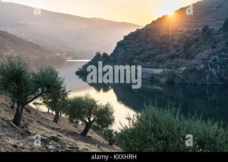 Le fleuve Douro au coucher du soleil entre Folgosa et Pinhao. Dans la région viticole du Haut-Douro, Nord du Portugal Banque D'Images