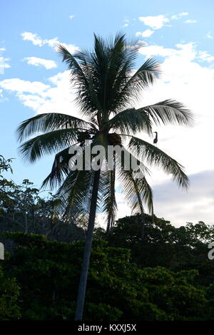 Un cocotier arbre fournit l'endroit idéal pour un Petit Blongios vantage sur Costa Rica,s west coast Banque D'Images