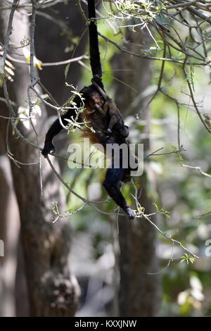 Les singes hurleurs mènent une vie tranquille en évitant le contact humain au Costa Rica. L'homme fort peut être entendu à l'aube dans quelques endroits sur la Péninsule de Nicoya Banque D'Images