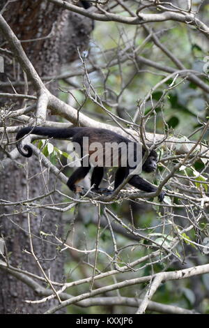 Les singes hurleurs mènent une vie tranquille en évitant le contact humain au Costa Rica. L'homme fort peut être entendu à l'aube dans quelques endroits sur la Péninsule de Nicoya Banque D'Images