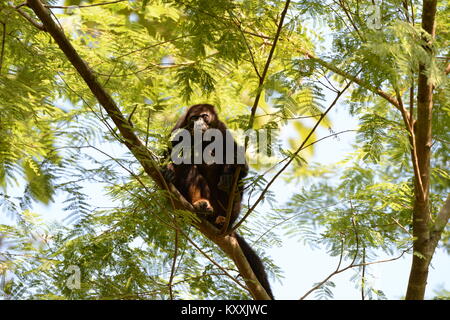 Les singes hurleurs mènent une vie tranquille en évitant le contact humain au Costa Rica. L'homme fort peut être entendu à l'aube dans quelques endroits sur la Péninsule de Nicoya Banque D'Images