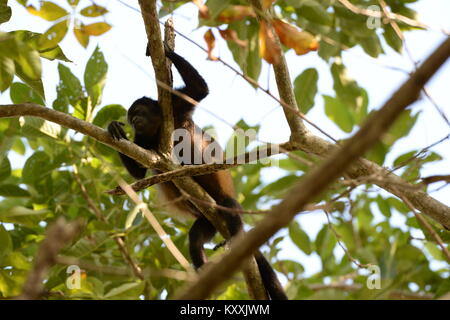 Les singes hurleurs mènent une vie tranquille en évitant le contact humain au Costa Rica. L'homme fort peut être entendu à l'aube dans quelques endroits sur la Péninsule de Nicoya Banque D'Images