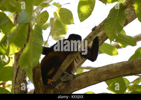 Les singes hurleurs mènent une vie tranquille en évitant le contact humain au Costa Rica. L'homme fort peut être entendu à l'aube dans quelques endroits sur la Péninsule de Nicoya Banque D'Images