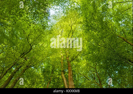 Le long du sentier de grande piste de Mortimer dans le Herefordshire, au Royaume-Uni, au début de l'été. De nouvelles feuilles de hêtre sur les arbres le long du chemin Banque D'Images