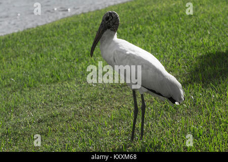 Wood Stork à Lake Berkely florida usa Banque D'Images