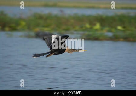 Anhinga volant à Boggy Creek au sud d' Orlando en Floride Banque D'Images