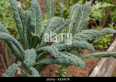 Tall, Toscane biologique kale (AKA Lacinato ou kale dinosaure) pousse dans un lit dans un jardin potager. Banque D'Images